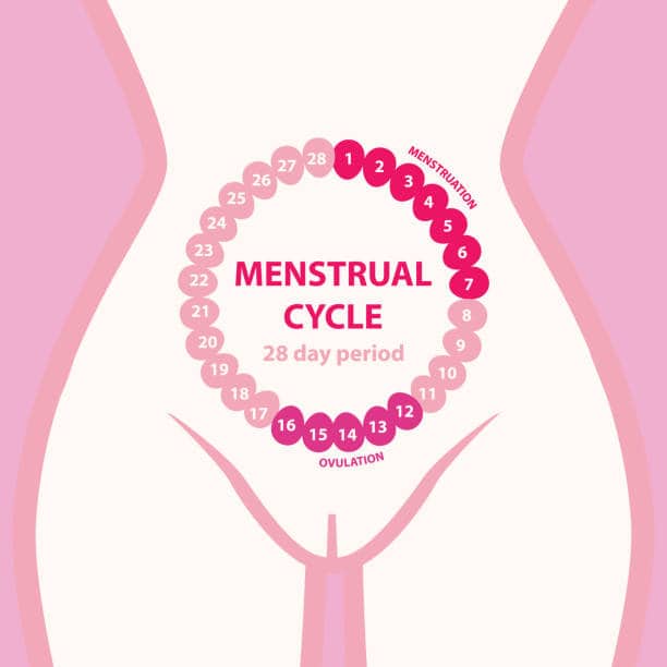 cycle ovulation pour tomber enceinte naturellement