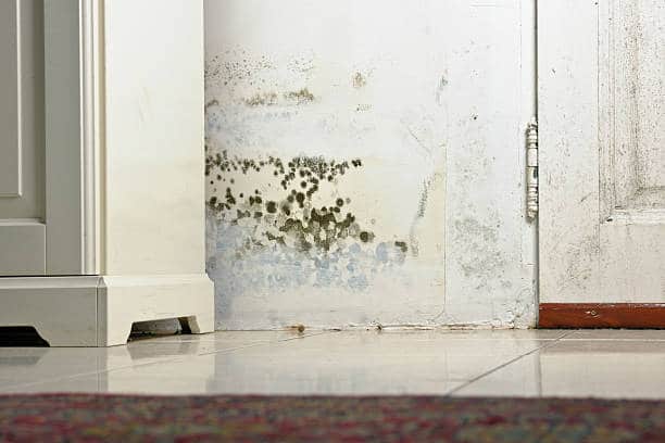 Comment enlever et prévenir les moisissures des murs ? Astuces DIY