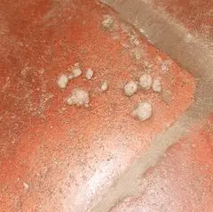 pattes de chat dans tomettes en terre cuite sol signification