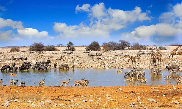 Parc national d’Etosha