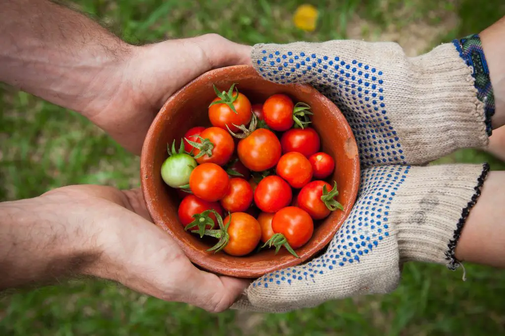 Agriculteur passant de main en main des tomates bio à un client