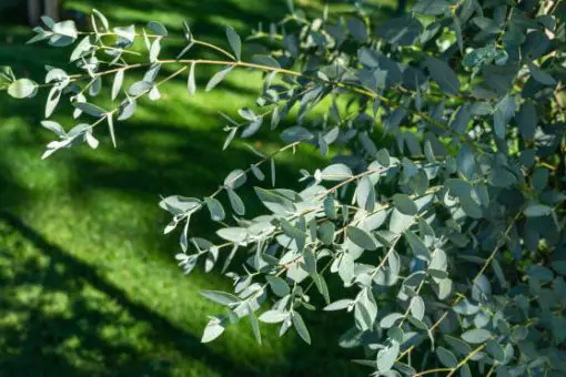 Tout savoir sur l’Eucalyptus gunnii : plantation, entretien, arrosage