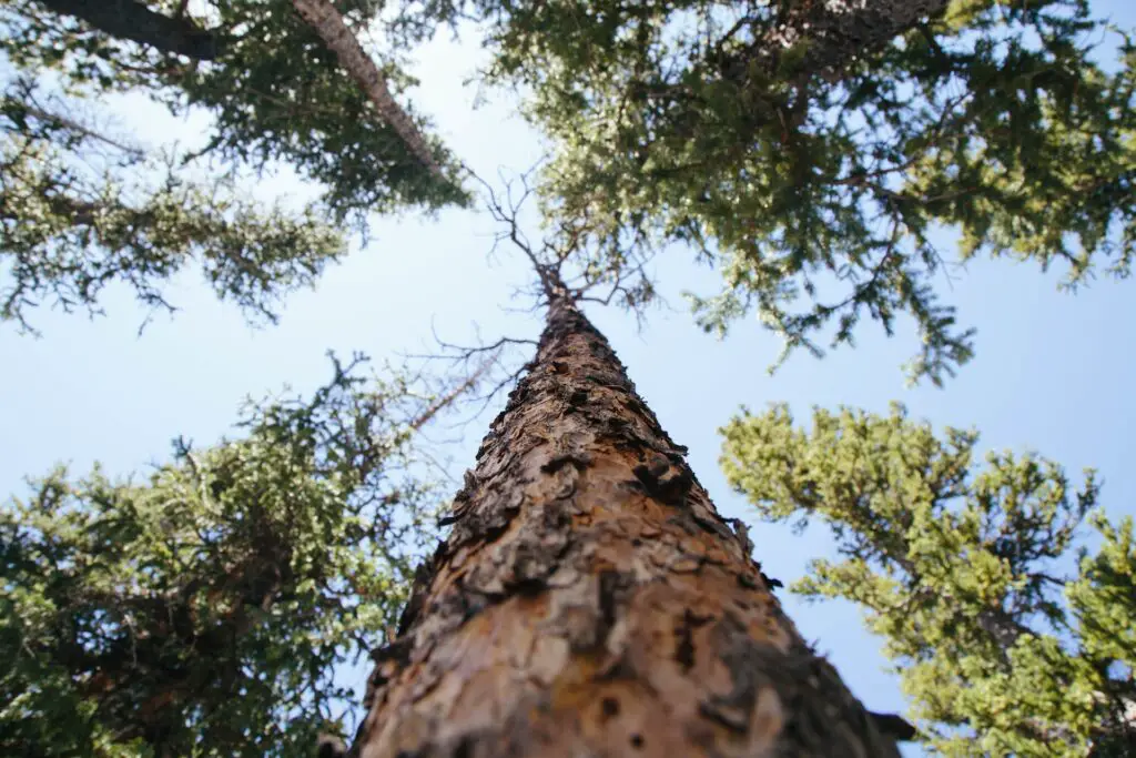 Très haut tronc d'arbre photographié en contre-plongée, symbolisant le chemin à parcourir grâce au développement personnel