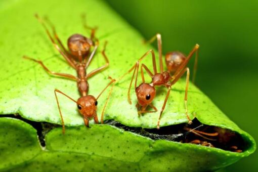 Comment se débarrasser des fourmis dans le jardin ?