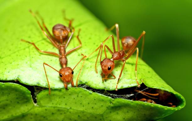 Comment se débarrasser des fourmis dans le jardin ?
